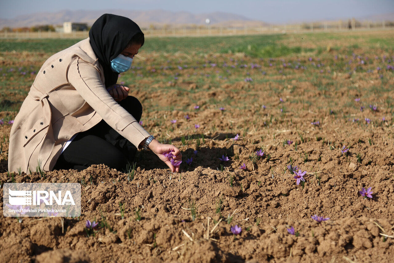 Saffron harvest in western Iran; Kordestan province