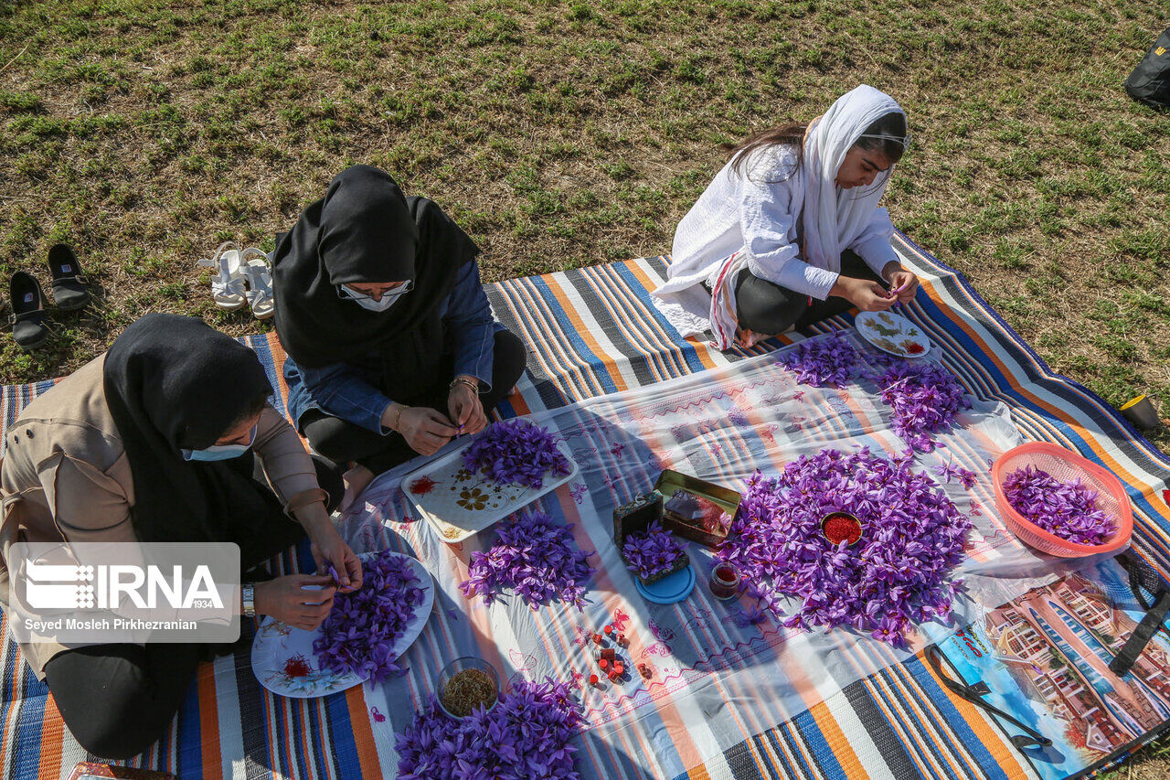 Saffron harvest in western Iran; Kordestan province