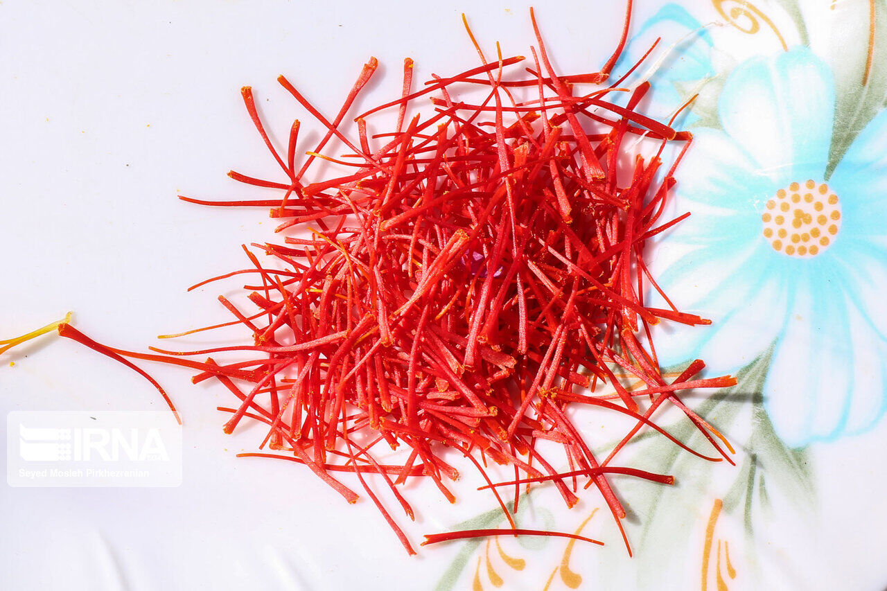 Saffron harvest in western Iran; Kordestan province