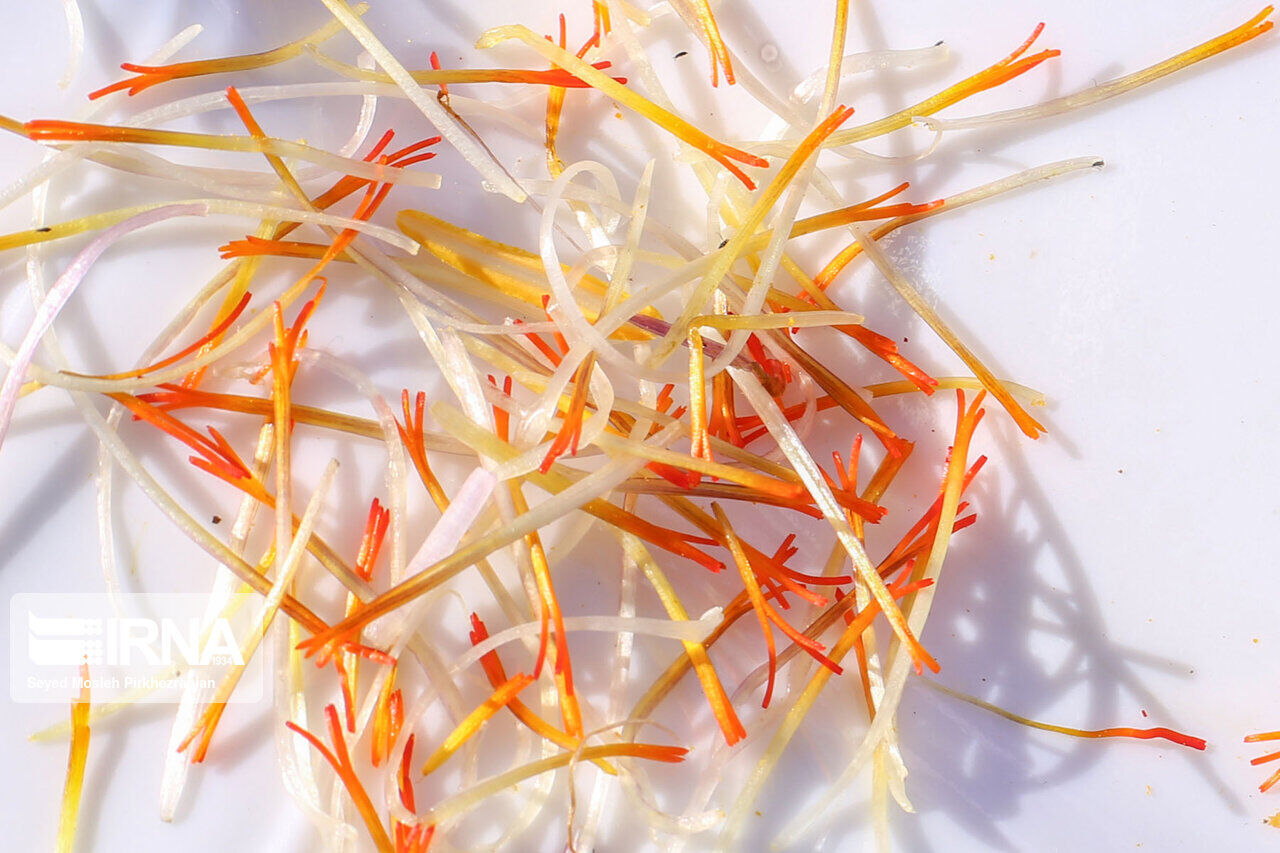 Saffron harvest in western Iran; Kordestan province