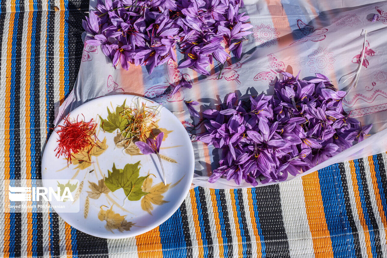 Saffron harvest in western Iran; Kordestan province