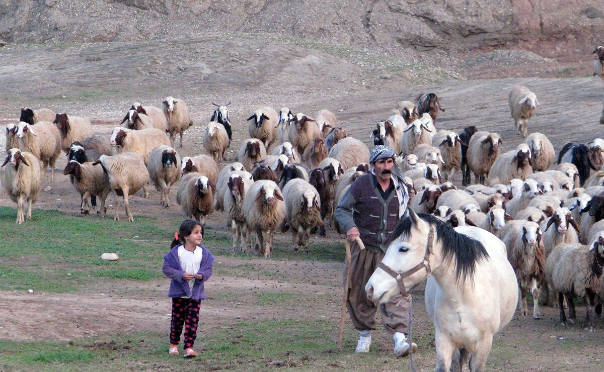 فرماندار قصرشیرین: عشایر نقش مهمی در حراست از مرزها دارند