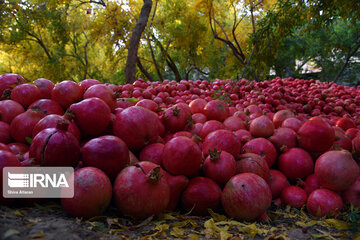 یاقوت‌چینی در گلستان