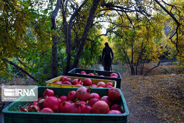 Les jardins des grenadiers de Shiraz