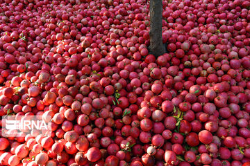 Les jardins des grenadiers de Shiraz