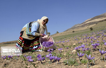 Saffron harvest in Iran