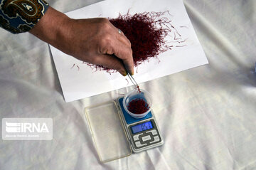 Saffron harvest in Iran