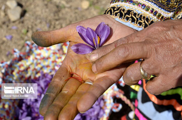 Saffron harvest in Iran