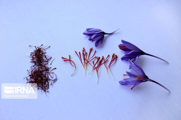 Saffron harvest in Iran