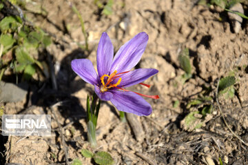 Saffron harvest in Iran