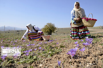 Saffron harvest in Iran