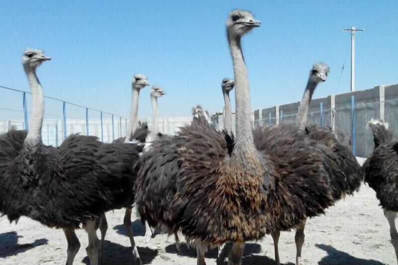 ظرفیت تولید گوشت شترمرغ در سیستان و بلوچستان به ٢٠٠ تن ارتقا یافت
