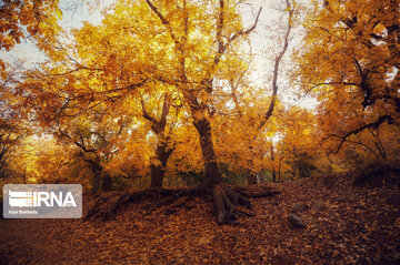 fall in Iran