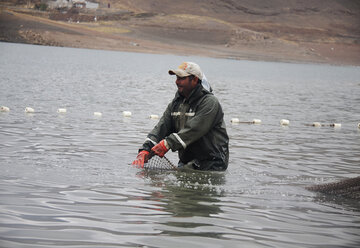 صید ماهی در دریاچه سد مهاباد