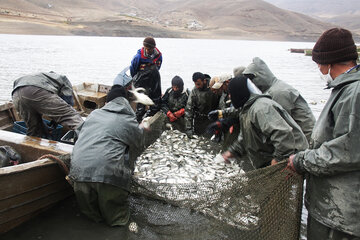 صید ماهی از دریاچه سد مهاباد آغاز شد