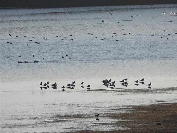 Ardebil wetlands ready to welcome migratory birds