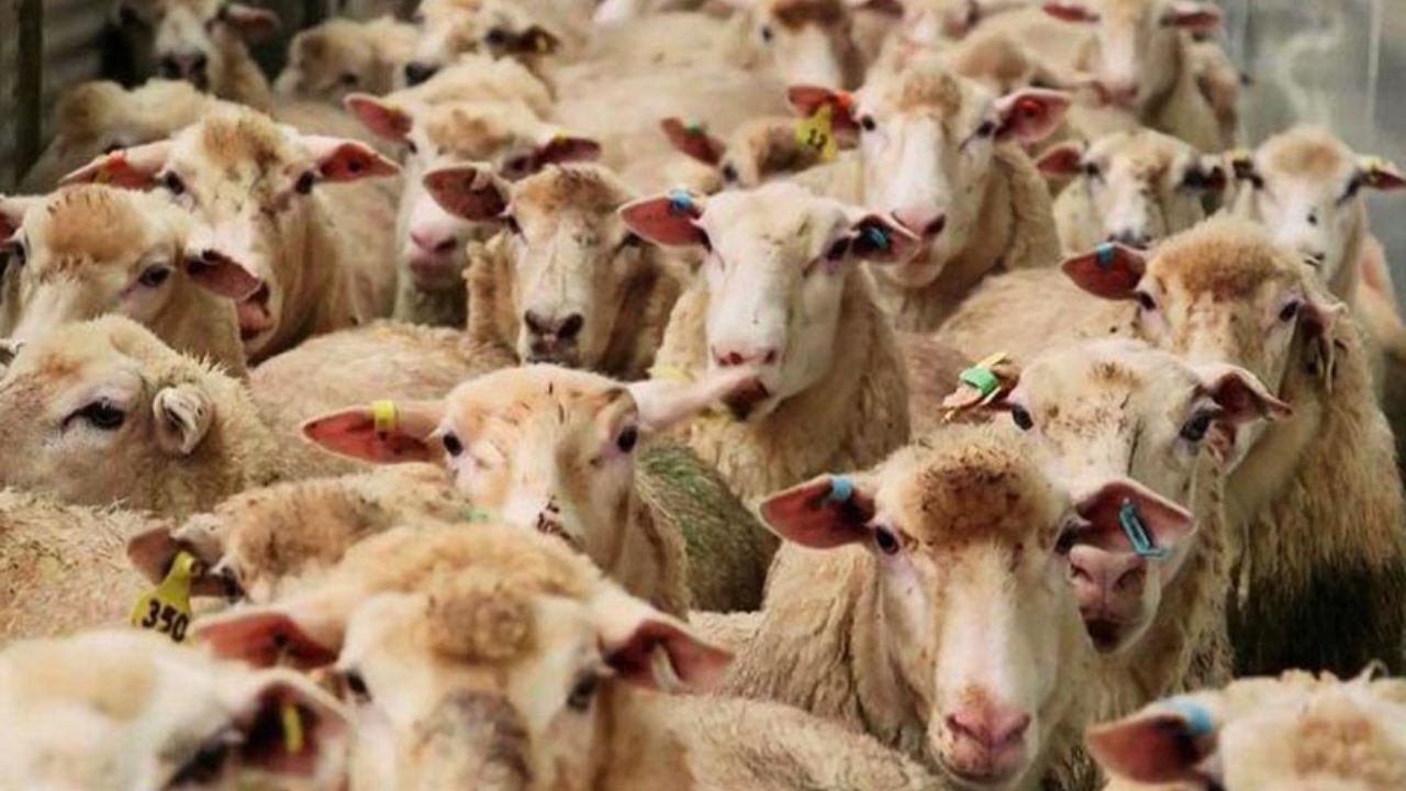  ۲۱۹ راس دام قاچاق در دهلران کشف شد