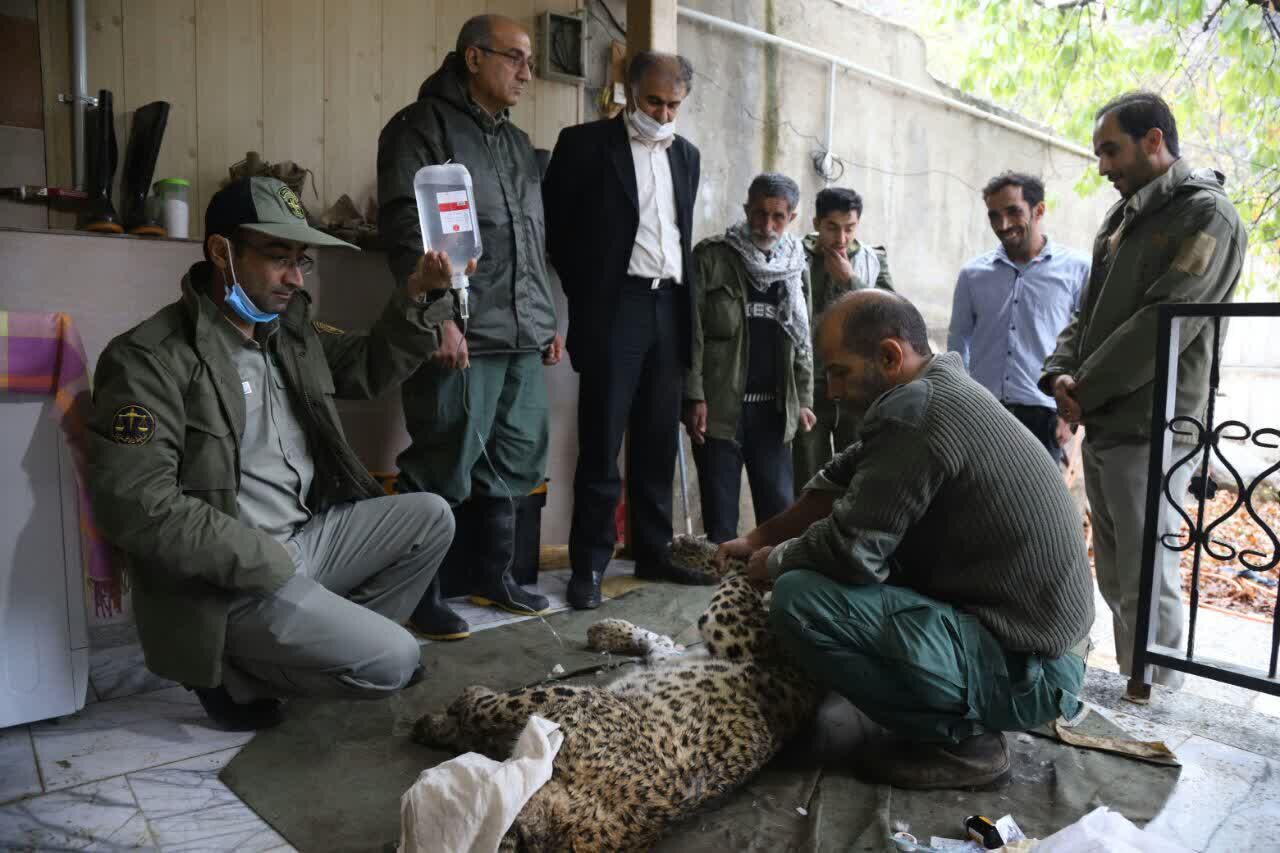 مرگ مبهم یک قلاده پلنگ ماده در مازندران 