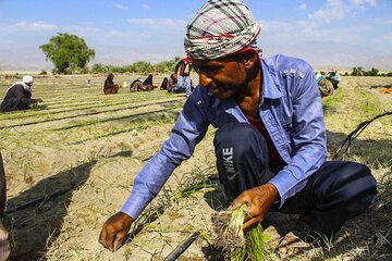 کشاورزی در جنوب استان کرمان