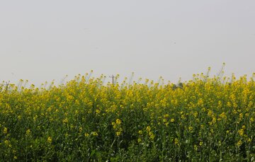 پایداری سطح سبز قم با استفاده از گیاهان کم‌آب‌بر حفظ می‌شود