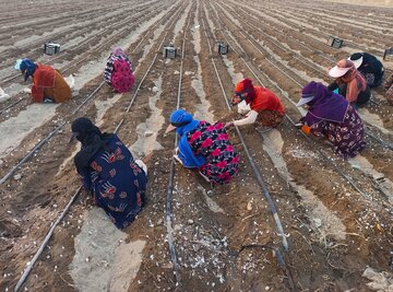 استاندار: مشاغل روستایی کرمان گسترش می‌یابد