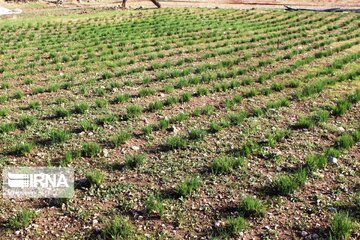 Iran/Ilam : récolte du safran dans les fermes de Karzan à l’ouest