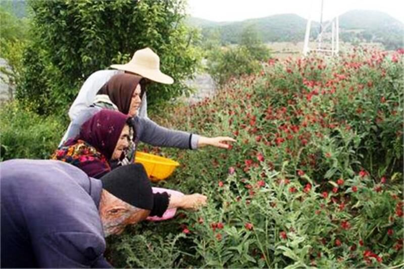 ۴ هزار روستایی آذربایجان‌غربی حقوق بازنشستگی دریافت می‌کنند