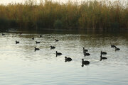 Los juncales de los litorales del lago Zaribar, albergues para las aves migratorias
