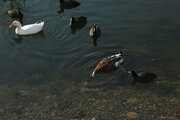 Zeribar Gölü farklı türlerde göçmen kuşlara evsahipliği yapıyor