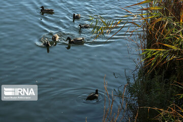 Iranian reed beds and 
Le lac Zaribar, un eldorado pour les oiseaux migrateurs

birds