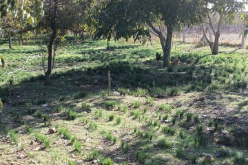 Cosecha de azafrán en las llanuras de Ilam
