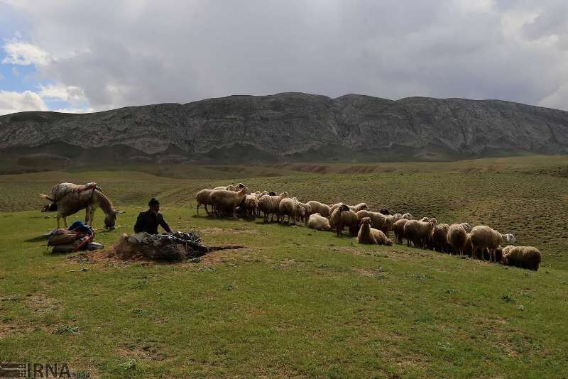 ۲۰ درصد پروانه‌های چرای دام در مراتع چهارمحال و بختیاری تمدید نشد 