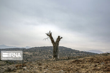 Zagros dağlarında meşe ormanları