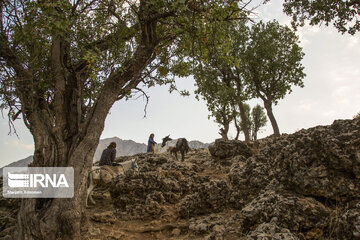 Zagros dağlarında meşe ormanları