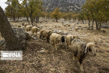 Zagros dağlarında meşe ormanları