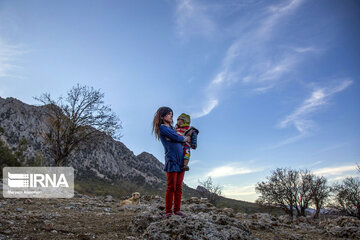 Zagros dağlarında meşe ormanları