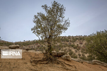 Zagros dağlarında meşe ormanları