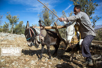 Zagros dağlarında meşe ormanları