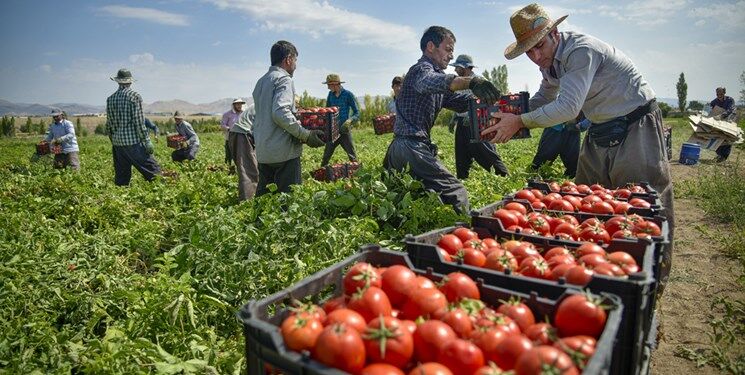 تولید گوجه‌فرنگی در شهرستان کوثر کاهش یافت