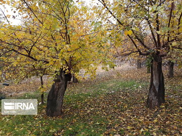 Nature of Iran's Quri Qaleh Village in autumn