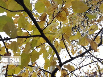 Nature of Iran's Quri Qaleh Village in autumn