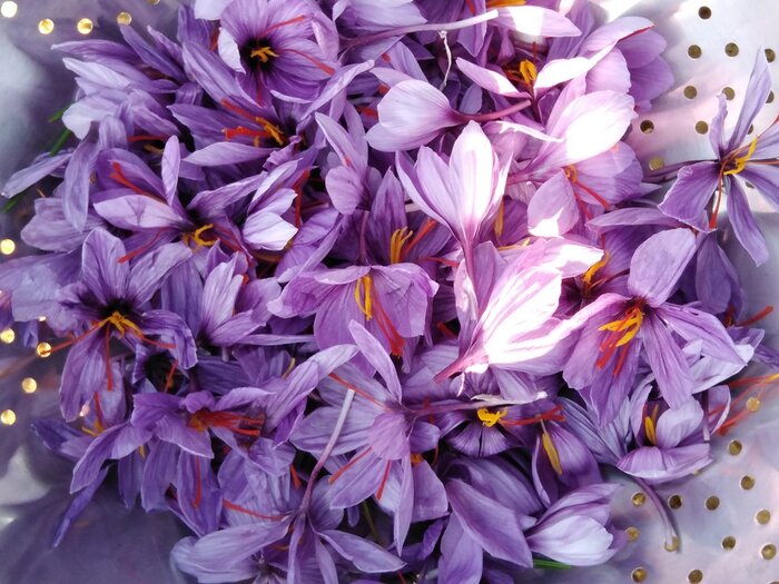 برداشت زعفران برای نخستین بار در منطقه گرمسیری گچساران برداشت زعفران برای نخستین بار در منطقه گرمسیری گچساران