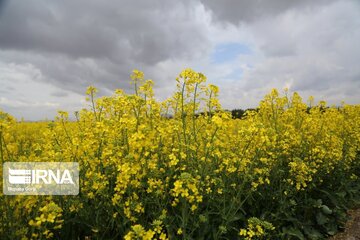 کارخانه روغن نباتی گچساران کلزای کشاورزان را خرید تضمینی می کند