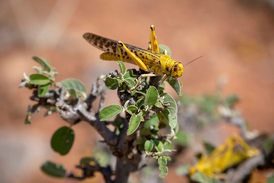 FAO supplies Iran with more desert locust equipment