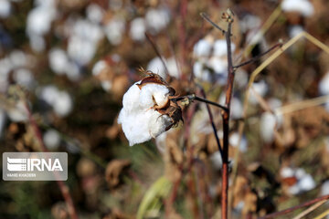 Récolte du coton dans la province de Khorassan du nord