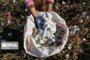 Récolte du coton dans la province de Khorassan du nord