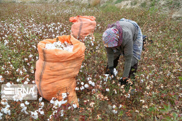 Récolte du coton dans la province de Khorassan du nord