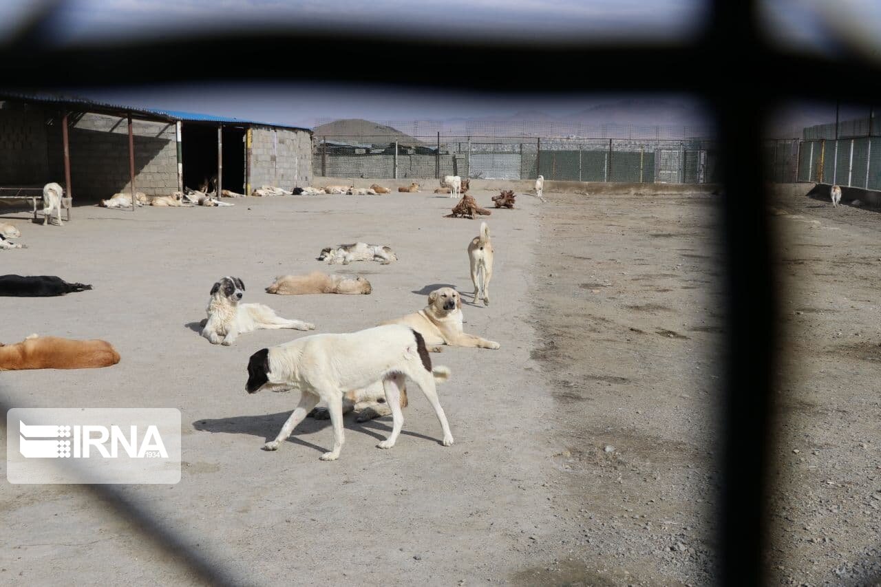 سگ‌های ولگرد شهر بوشهر جمع آوری می‌شود 