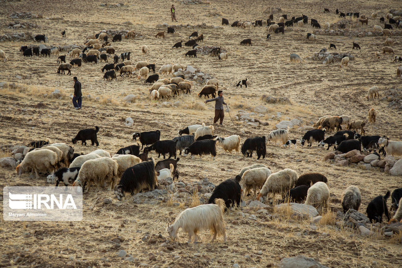 عشایر ایرانشهر افزون‌بر ۷۵۰ تن گوشت قرمز تولید کردند