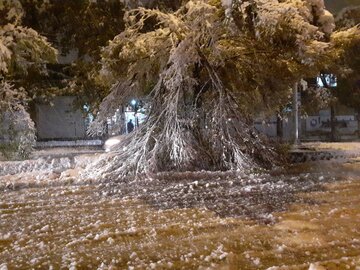 بارش برف سنگین و شکستن شاخ و برگ درختان در مهاباد